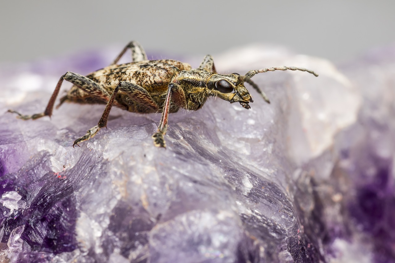 Natural Pest Control - Methods and Benefits
